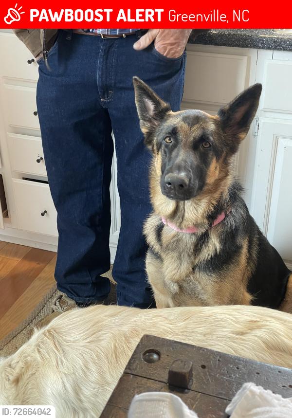Lost Female Dog last seen VOA site c, Greenville, NC 27834