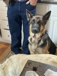 Lost Female Dog last seen VOA site c, Greenville, NC 27834