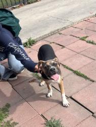 Found/Stray Male Dog last seen Near the park 90011, Los Angeles, CA 90011