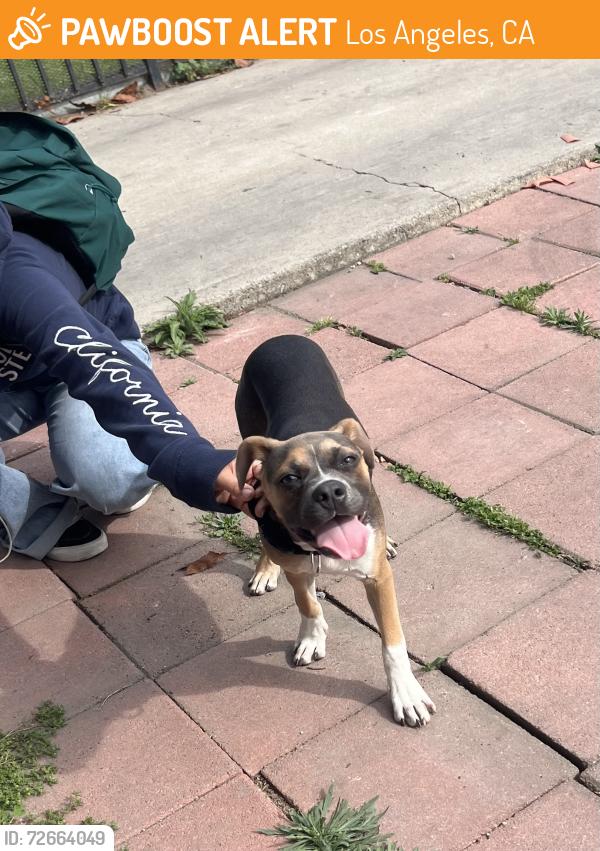 Found/Stray Male Dog last seen Near the park 90011, Los Angeles, CA 90011