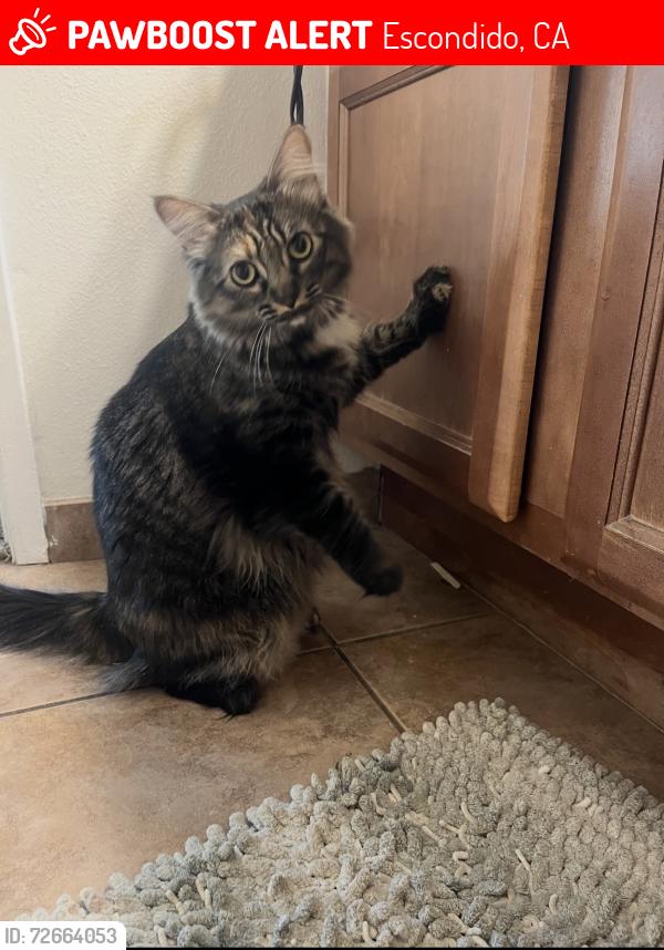 Lost Female Cat last seen Broadway/El Norte parkway/ Centre city , Escondido, CA 92046