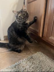 Lost Female Cat last seen Broadway/El Norte parkway/ Centre city , Escondido, CA 92046
