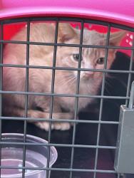 Found/Stray Male Cat last seen Rosewood/18th, Upland, CA 91784