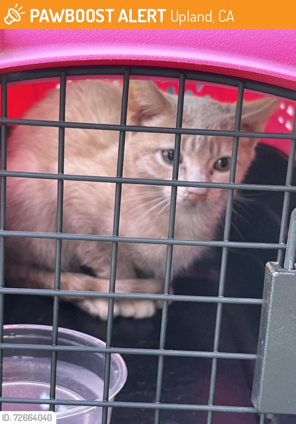 Found/Stray Male Cat last seen Rosewood/18th, Upland, CA 91784