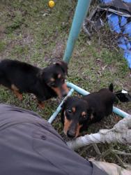 Found/Stray Male Dog last seen Compound , Palm Bay, FL 32908