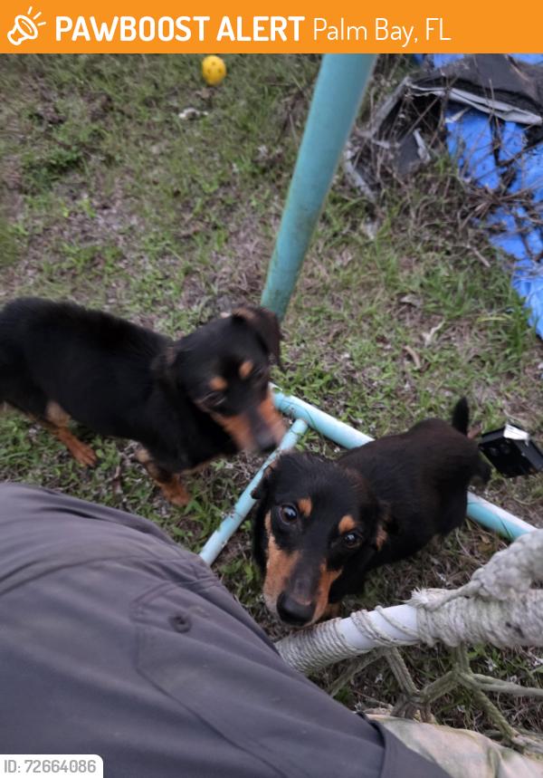 Found/Stray Male Dog last seen Compound , Palm Bay, FL 32908