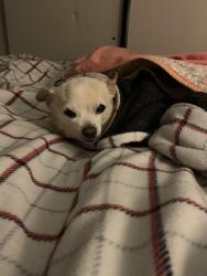 Lost Female Dog last seen Sycamore Drive & Fairmont Drive by Washington School Hanford CA, Hanford, CA 93230