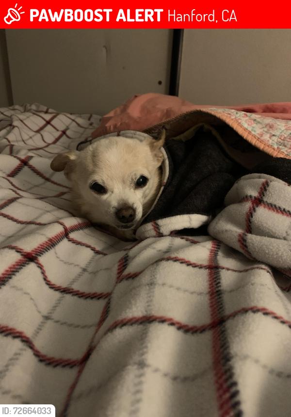 Lost Female Dog last seen Sycamore Drive & Fairmont Drive by Washington School Hanford CA, Hanford, CA 93230