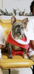 Lost Female Dog last seen Old Wilmington , Fayetteville, NC 28305