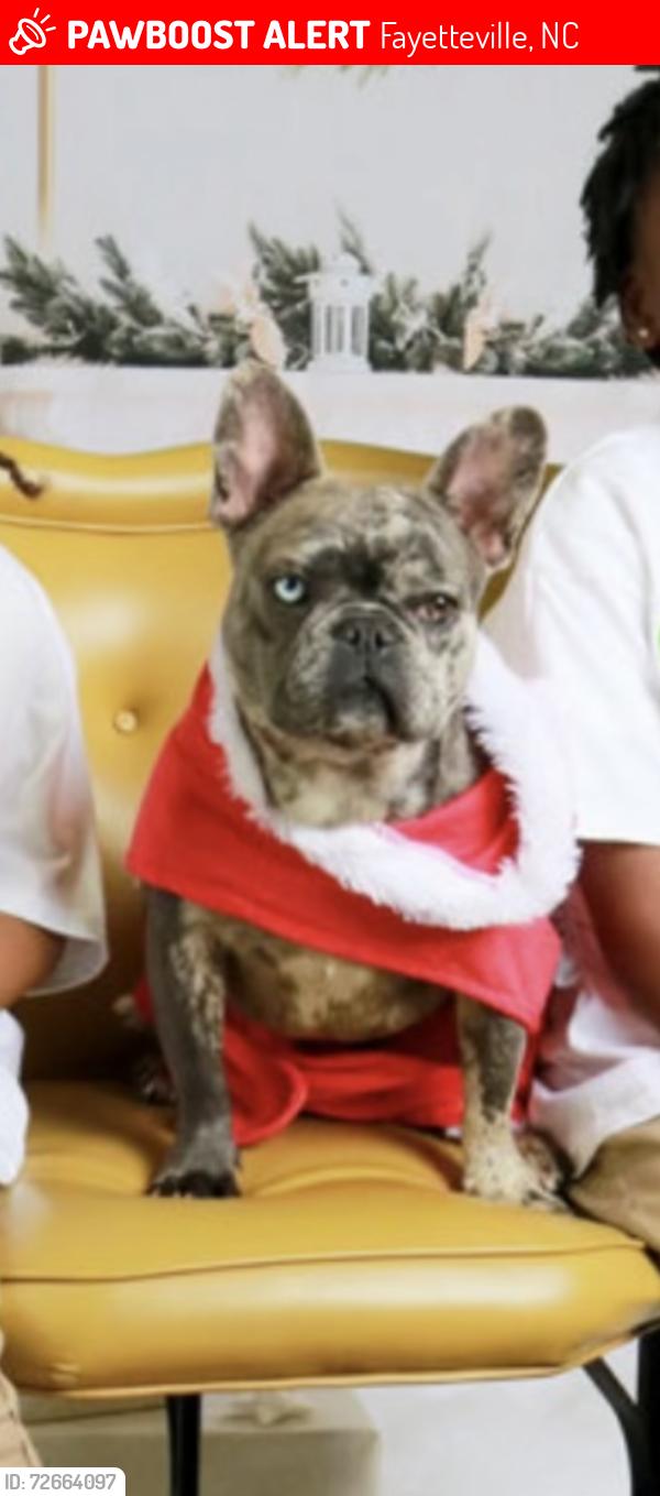 Lost Female Dog last seen Old Wilmington , Fayetteville, NC 28305