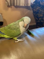 Lost Female Bird last seen Bromley Roaf, Greater London, England SE6 3BS