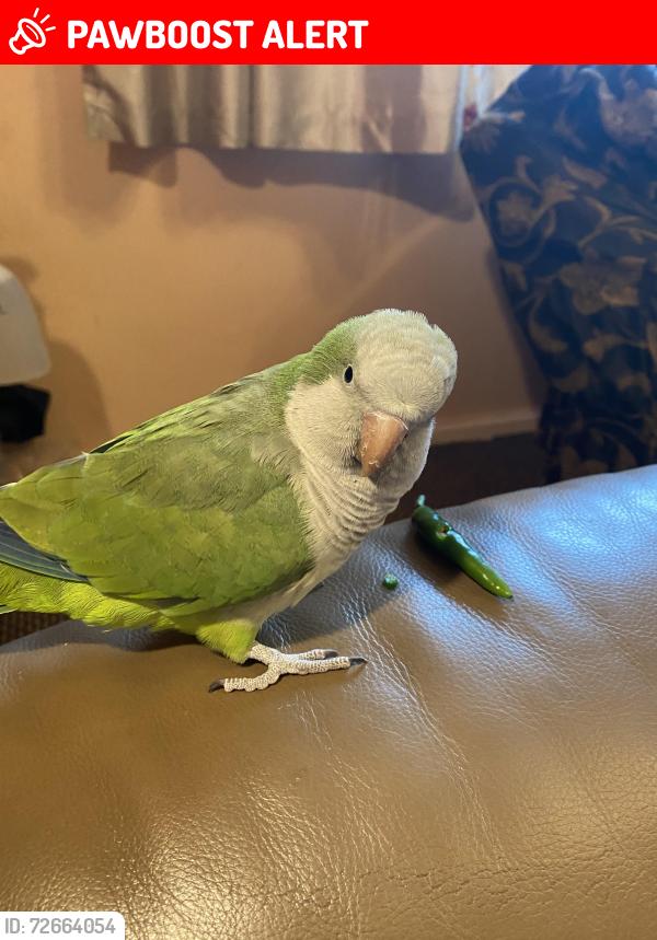 Lost Female Bird last seen Bromley Roaf, Greater London, England SE6 3BS