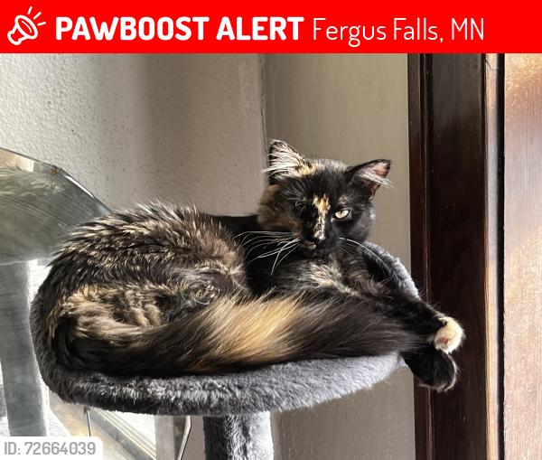 Lost Female Cat last seen Lincoln Ave, Fergus Falls, MN 56537