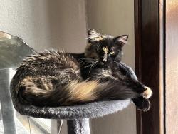 Lost Female Cat last seen Lincoln Ave, Fergus Falls, MN 56537