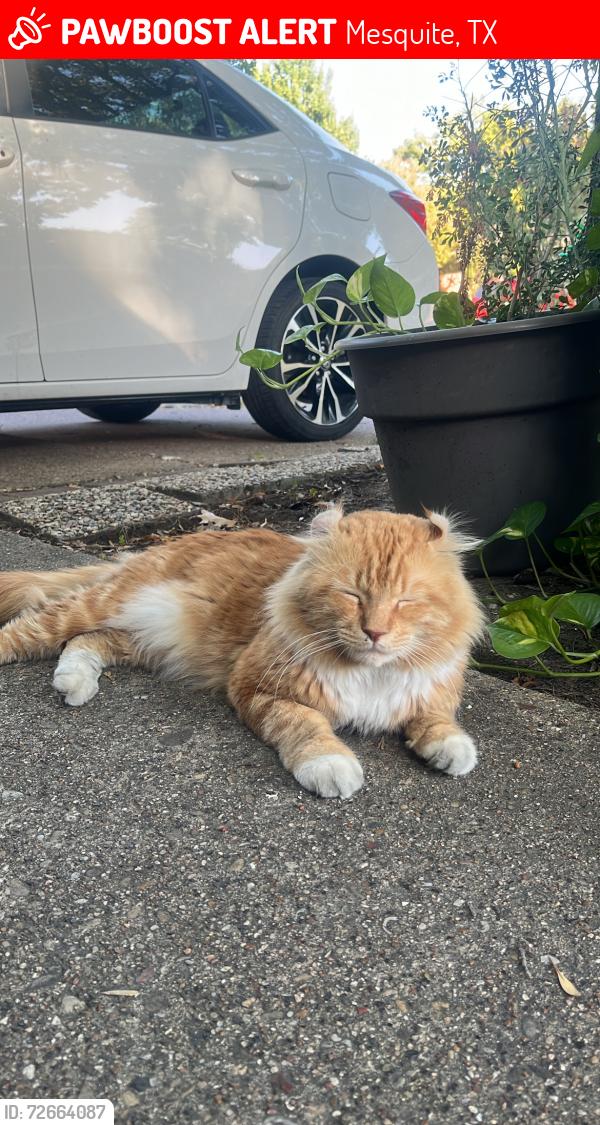 Lost Male Cat last seen Near near Range Elementary area, Mesquite, TX 75149