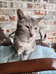 Found/Stray Female Cat last seen Bales Ave 64132, Kansas City, MO 64137