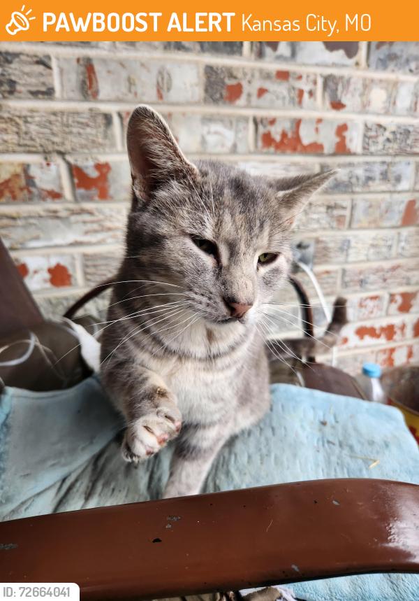 Found/Stray Female Cat last seen Bales Ave 64132, Kansas City, MO 64137