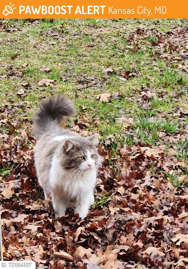Found/Stray Male Cat last seen Bales Ave 64132, Kansas City, MO 64132