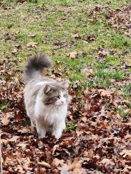 Found/Stray Male Cat last seen Bales Ave 64132, Kansas City, MO 64132