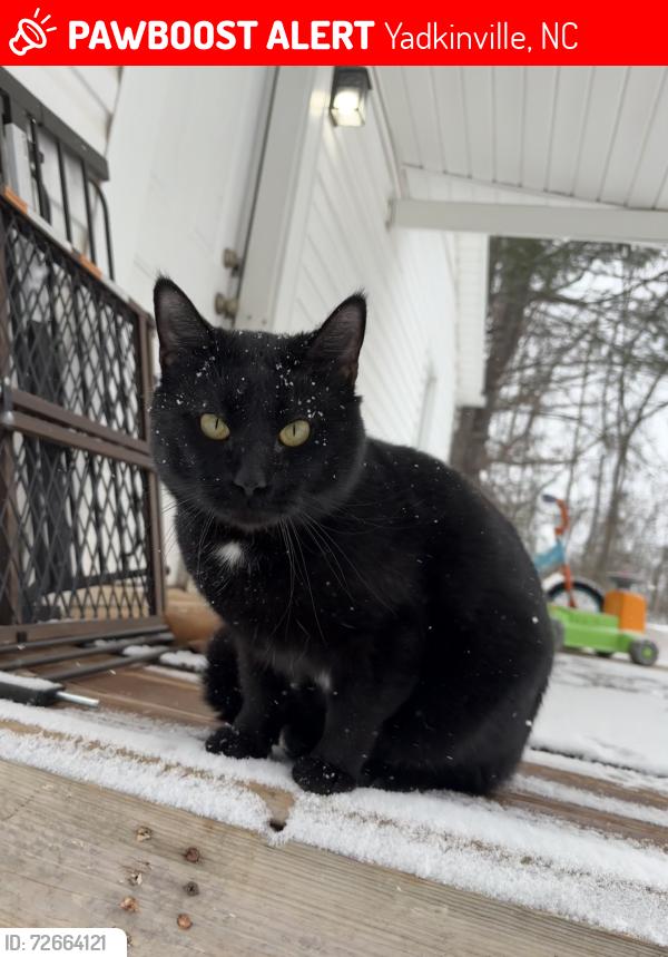 Lost Male Cat last seen tyler st, Yadkinville, NC 27055