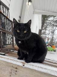 Lost Male Cat last seen tyler st, Yadkinville, NC 27055