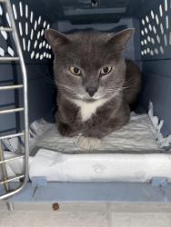 Found/Stray Male Cat last seen English Spring park, Chino Hills, CA 91709