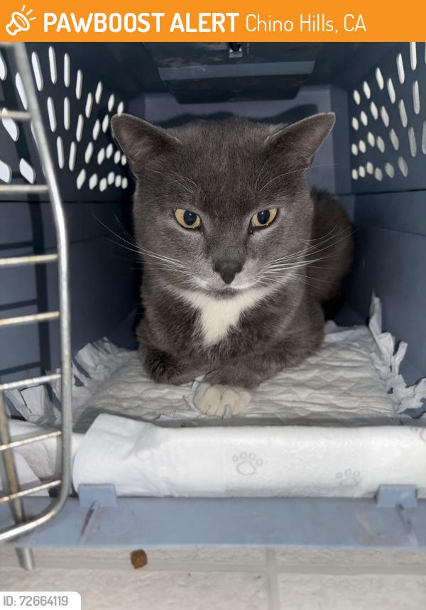 Found/Stray Male Cat last seen English Spring park, Chino Hills, CA 91709