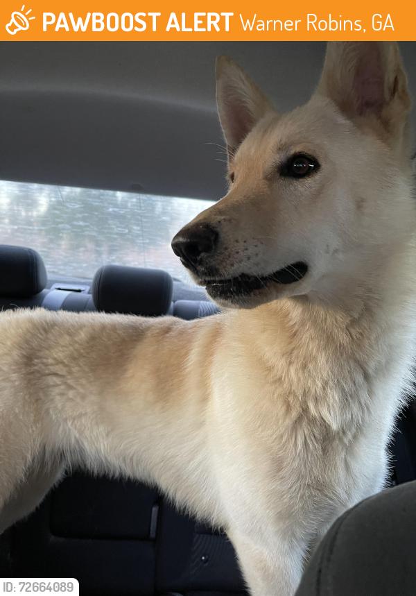 Found/Stray Female Dog last seen Carl Vinson Pkwy near King George Dr, Warner Robins, GA 31028