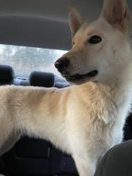 Found/Stray Female Dog last seen Carl Vinson Pkwy near King George Dr, Warner Robins, GA 31028