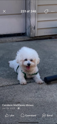 Lost Female Dog last seen Chapel and Cambridge , Detroit, MI 48219