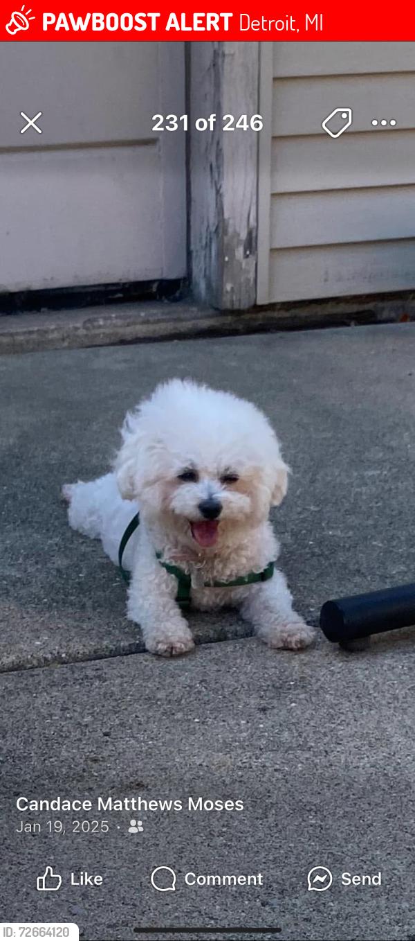 Lost Female Dog last seen Chapel and Cambridge , Detroit, MI 48219