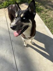 Lost Male Dog last seen Near Gold Dust Dr, Bakersfield, CA 93311