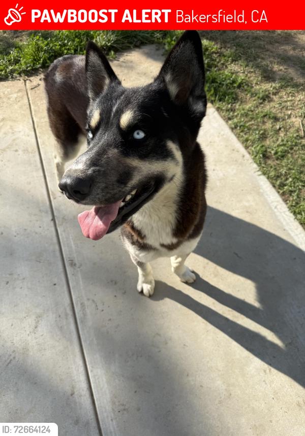 Lost Male Dog last seen Near Gold Dust Dr, Bakersfield, CA 93311