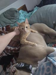 Lost Male Cat last seen Near Dogwood Street , Hokah, MN 55941