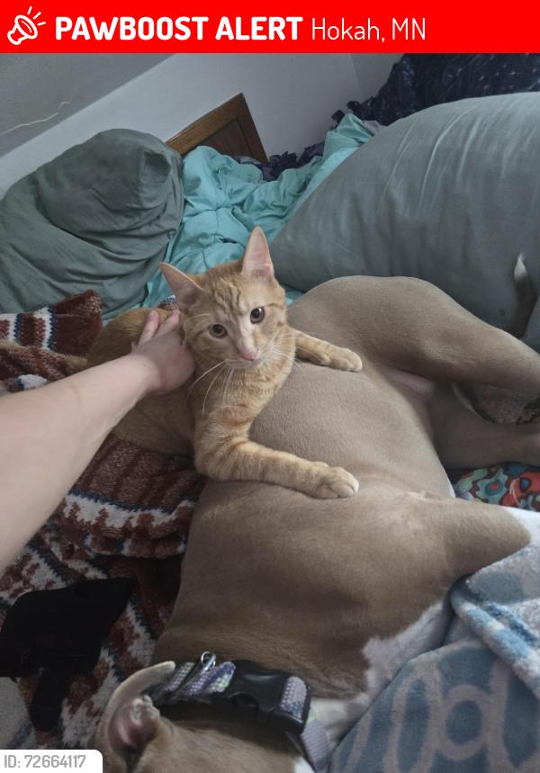 Lost Male Cat last seen Near Dogwood Street , Hokah, MN 55941
