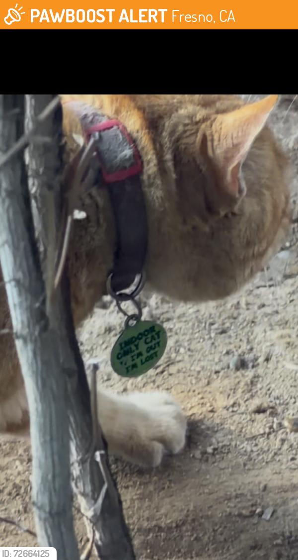 Found/Stray Male Cat last seen Bullard, Fresno, CA 93710