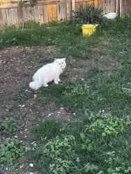 Lost Male Cat last seen Near Alexa plc , San Antonio, TX 78251