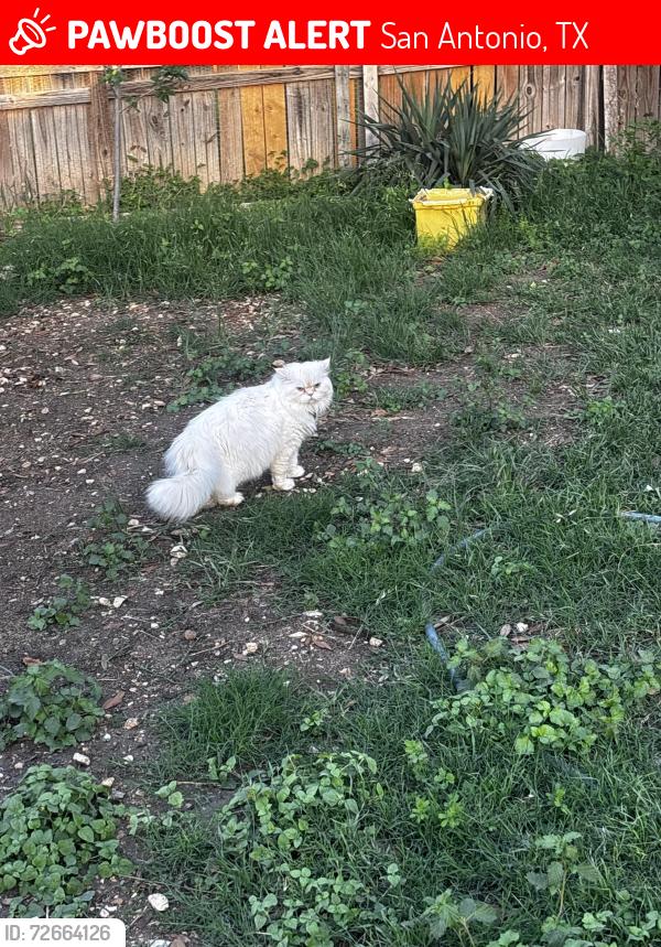 Lost Male Cat last seen Near Alexa plc , San Antonio, TX 78251