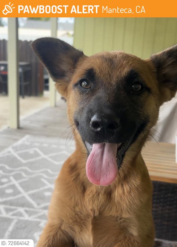 Found/Stray Female Dog last seen E. Edison and Powers Manteca, CA, Manteca, CA 95336