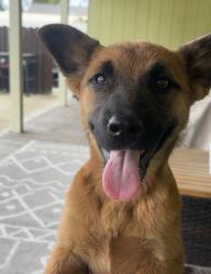 Found/Stray Female Dog last seen E. Edison and Powers Manteca, CA, Manteca, CA 95336