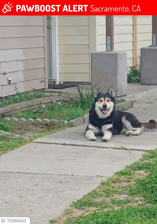 Lost Unknown Dog last seen Cosby way, Sacramento, CA 95838