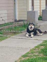 Lost Unknown Dog last seen Cosby way, Sacramento, CA 95838