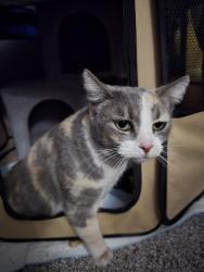 Found/Stray Female Cat last seen Gilbert Rd & Main St, Mesa, AZ 85201