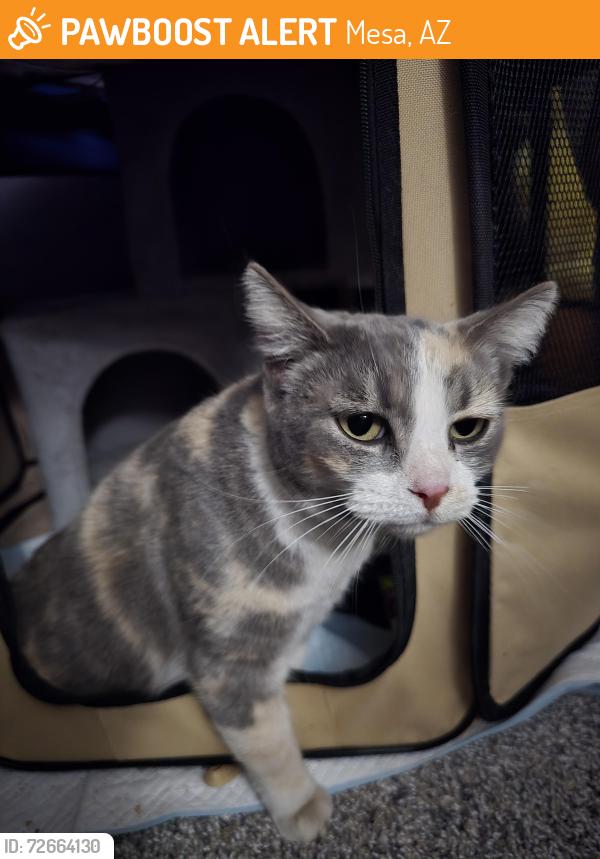 Found/Stray Female Cat last seen Gilbert Rd & Main St, Mesa, AZ 85201