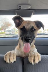 Found/Stray Female Dog last seen E. Edison and Powers, Manteca, CA 95336