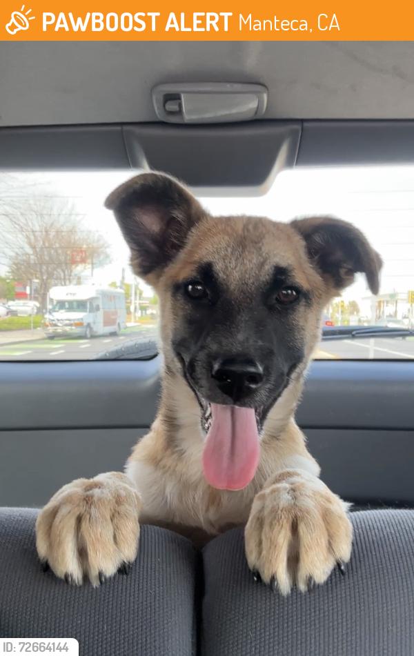 Found/Stray Female Dog last seen E. Edison and Powers, Manteca, CA 95336