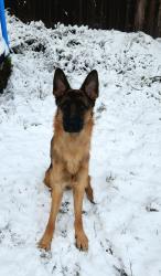Lost Female Dog last seen Westpoint, Raeford Rd , Fayetteville, NC 28314