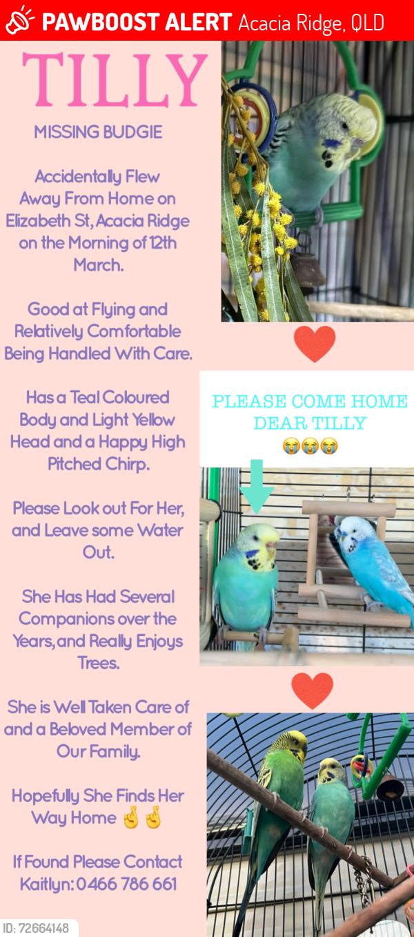 Lost Female Bird last seen Elizabeth St X Watson Rd X Beaudesert Rd (Near Archerfield Airport), Acacia Ridge, QLD 4110
