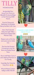 Lost Female Bird last seen Elizabeth St X Watson Rd X Beaudesert Rd (Near Archerfield Airport), Acacia Ridge, QLD 4110