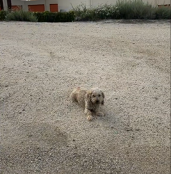 Found/Stray Unknown Dog last seen On the River trail , Santa Ana, CA 92704